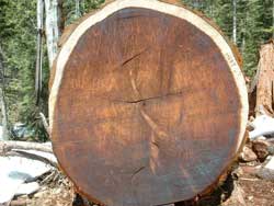 Cross-section of a sequoia tree trunk